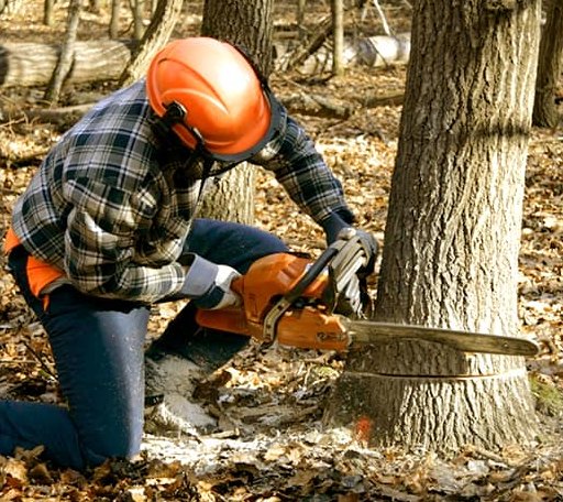 Tree Removal in Fifield, WI